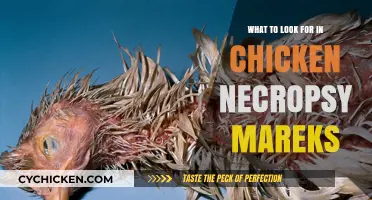 Key Indicators to Identify Mareks Disease in Chicken Necropsy