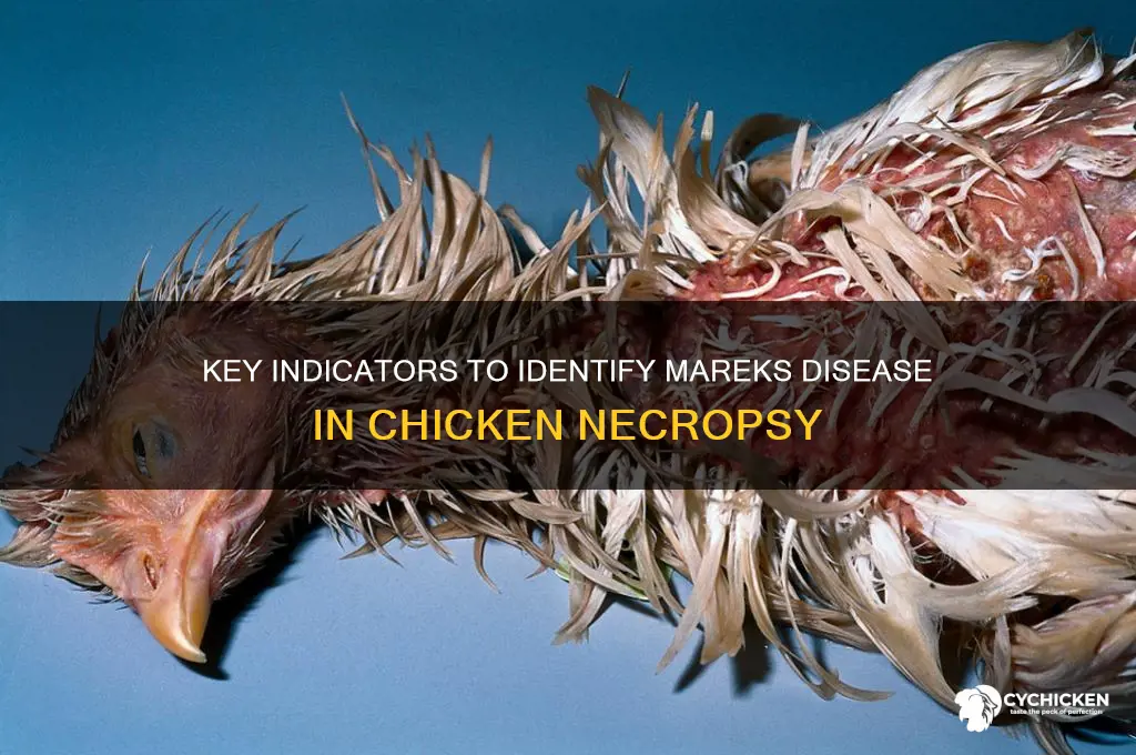 what to look for in chicken necropsy mareks