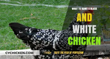 Creative Names for Your Striking Black and White Chicken Companion