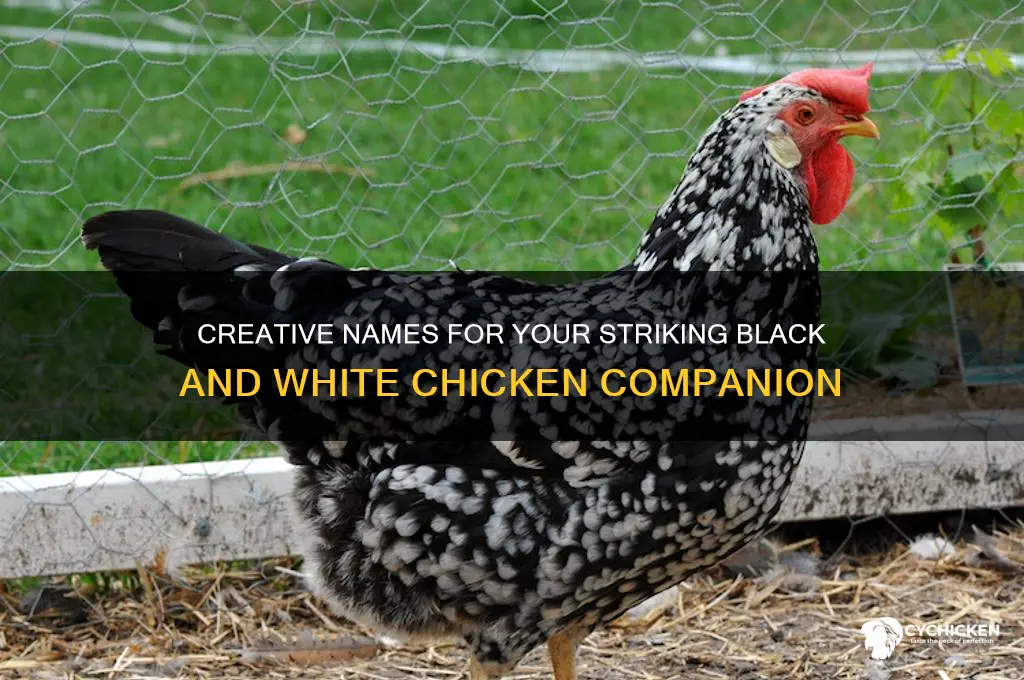what to name a black and white chicken