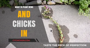 Best Soil and Containers for Growing Hens and Chicks Successfully