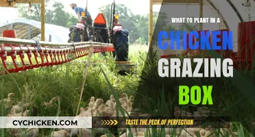 Best Plants for Chicken Grazing Boxes: Healthy, Tasty, and Easy-to-Grow Options
