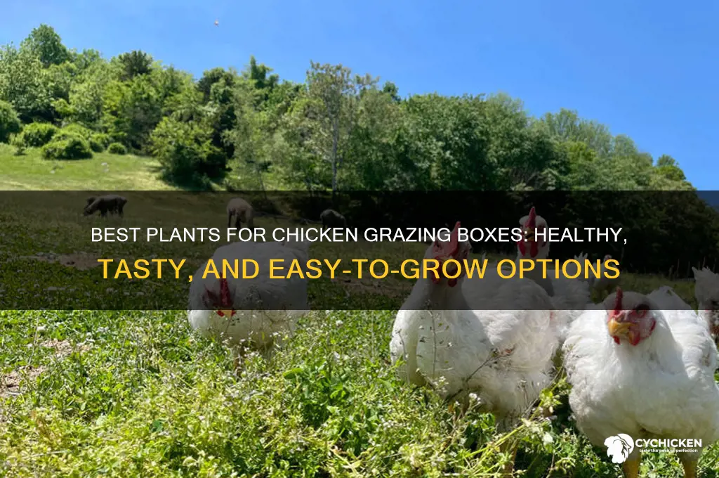 what to plant in a chicken grazing box