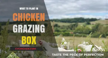 Best Plants for Chicken Grazing Boxes: Healthy, Tasty, and Easy-to-Grow Options