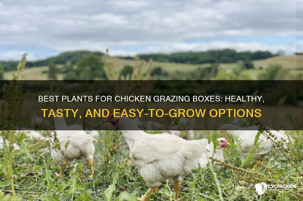 what to plant in chicken grazing box