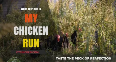 Best Plants for Chicken Runs: Safe, Nutritious, and Easy-to-Grow Options