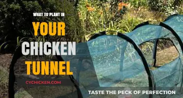 Best Plants for Chicken Tunnels: Boosting Health and Productivity