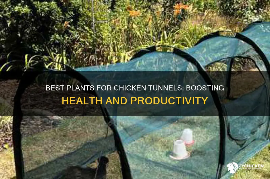 what to plant in your chicken tunnel