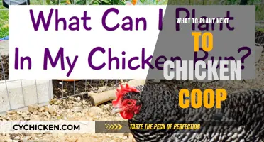 Coop Companions: Ideal Plants to Grow Next to Your Chicken Coop