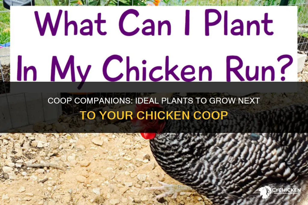 what to plant next to chicken coop
