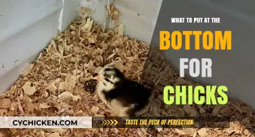Essential Bedding Tips: What to Put at the Bottom for Chicks