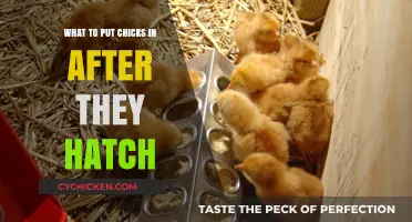 Caring for Newborn Chicks: Ideal Housing Setup Post-Hatching