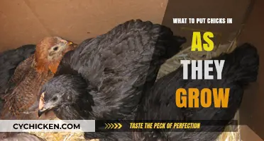 Raising Chicks: Ideal Housing Solutions for Growing Poultry