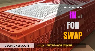 Chick Swap Essentials: Best Containers for Safe and Comfortable Transport