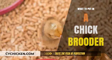 Essential Items for a Cozy and Safe Chick Brooder Setup