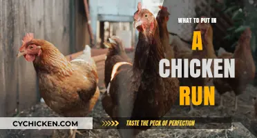 Essential Items for a Happy, Healthy Chicken Run Setup