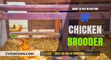 Essential Bedding Options for a Clean, Safe Chicken Brooder Setup