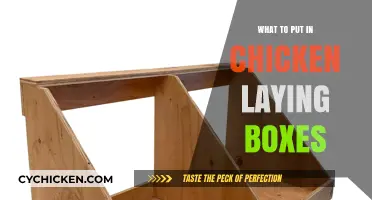 Essential Tips for Nesting Boxes: What to Put in Chicken Laying Boxes