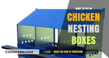 Essential Nesting Box Supplies for Happy, Healthy Egg-Laying Chickens