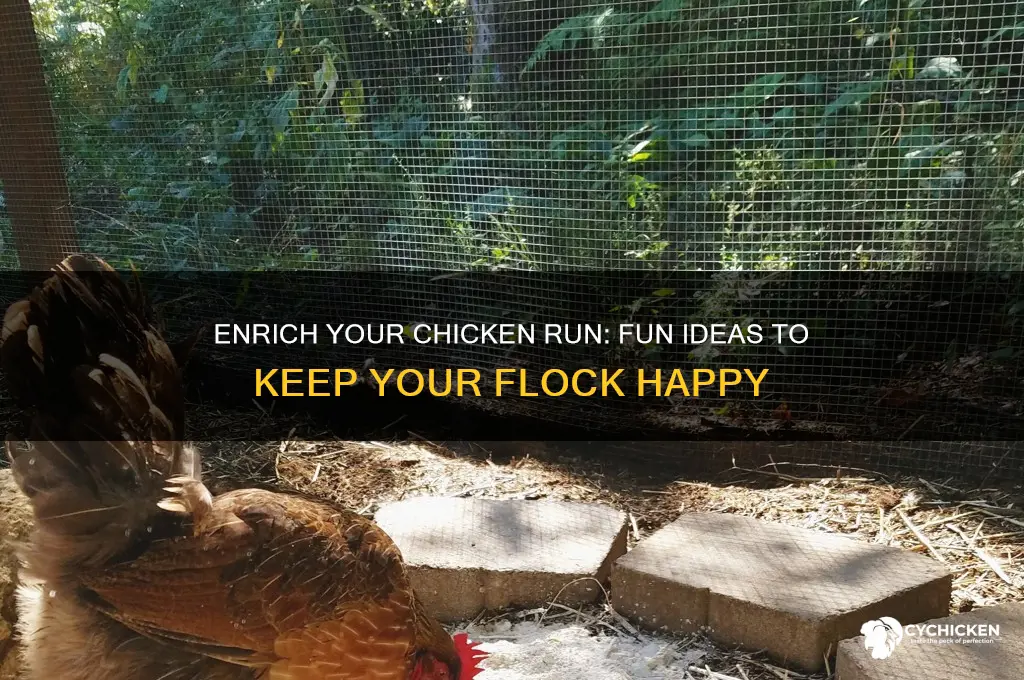 what to put in chicken run for fun