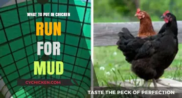 Effective Solutions to Keep Your Chicken Run Mud-Free and Clean