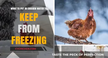 Winter Chicken Care: Preventing Water From Freezing