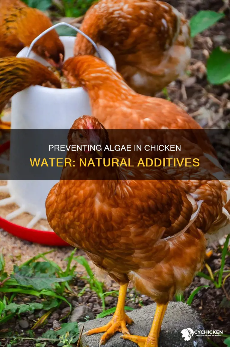 what to put in chicken water to prevent algae