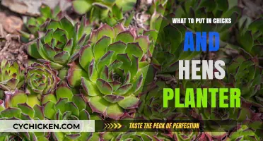 Charming Chicks and Hens Planter Ideas: Creative Filler Combinations