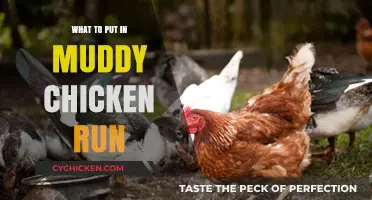 Muddy Chicken Run Solutions: Essential Tips for a Clean, Happy Coop