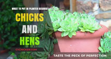 Companion Planting with Chicks and Hens: Best Garden Partners