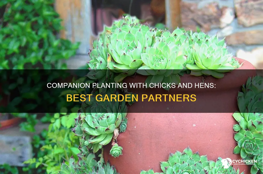 what to put in planter besided chicks and hens