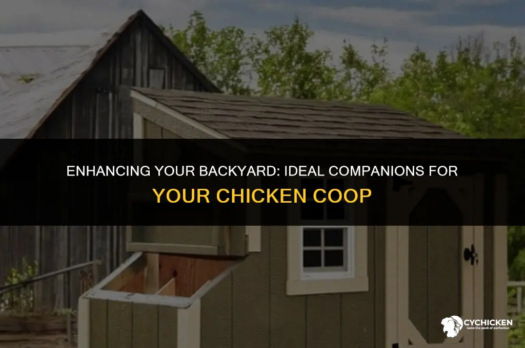 what to put near chicken coop in back yard
