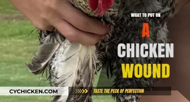 Effective Treatments for Chicken Wounds: Healing Your Flock Fast