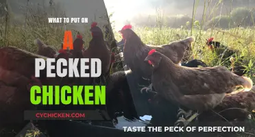 Healing Pecked Chickens: Essential Treatments and Care Tips for Recovery
