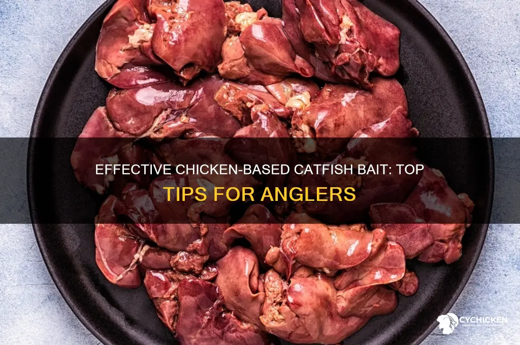 what to put on chicken for catfish bait