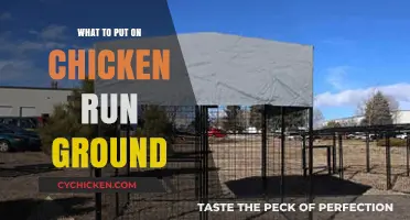 Best Ground Cover Options for Your Chicken Run Flooring