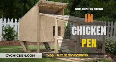 Best Ground Cover Options for a Clean, Healthy Chicken Pen