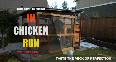 Best Ground Cover Options for a Clean, Healthy Chicken Run