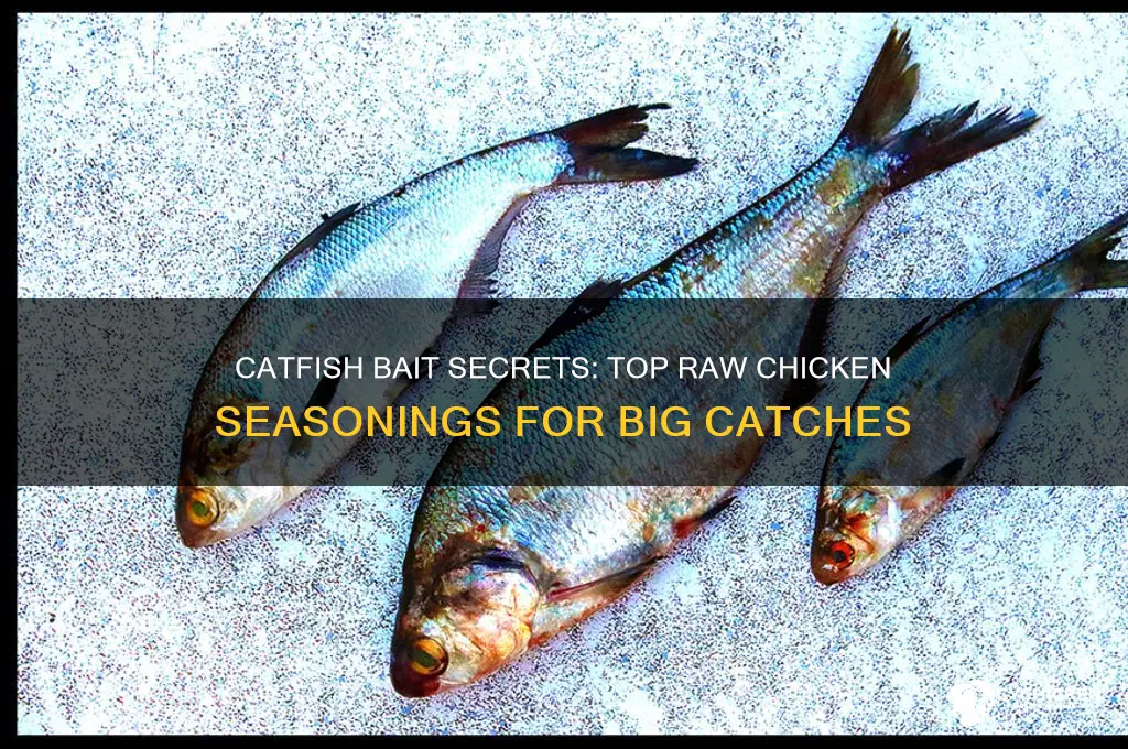 what to put on raw chicken that catfish like bait