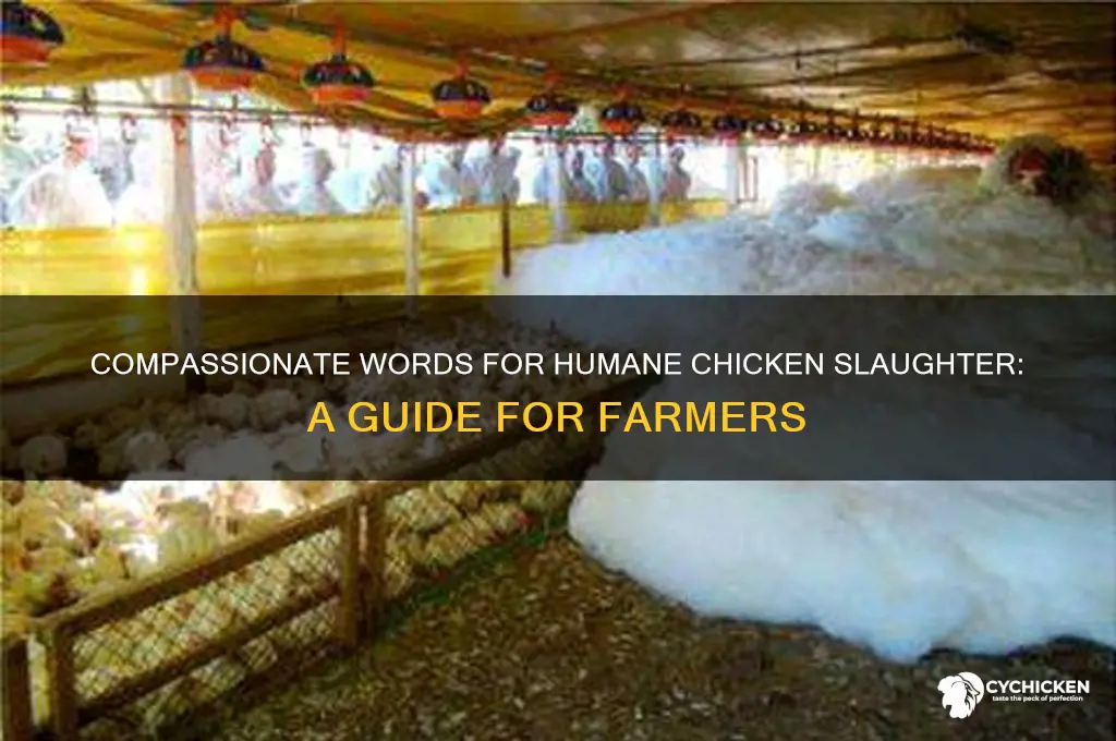 what to say when slaughtering a chicken