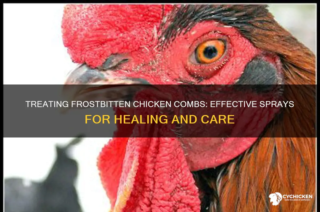 what to spray on chicken combs with frostbite