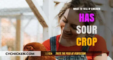 Identifying and Treating Sour Crop in Chickens: Essential Tips for Poultry Owners