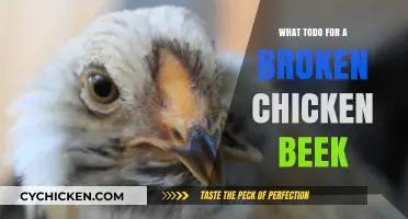 Fixing a Broken Chicken Beak: Essential Care and Recovery Tips