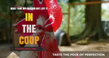The Mysterious Case of the Injured Hen: What Happened?