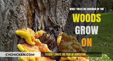 Chicken of the Woods: Which Trees Do They Favor?