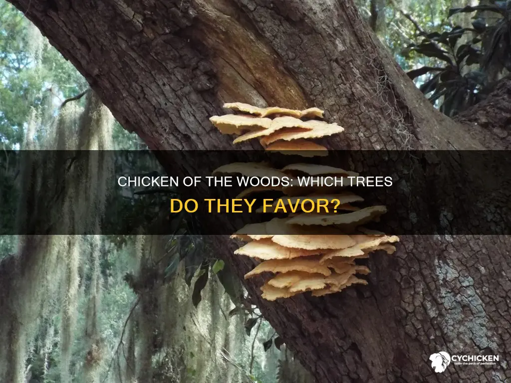 what trees do chicken of the woods grow on