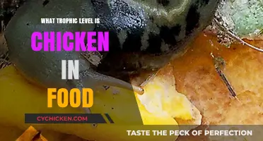 Understanding Chicken's Trophic Level in the Food Chain Explained