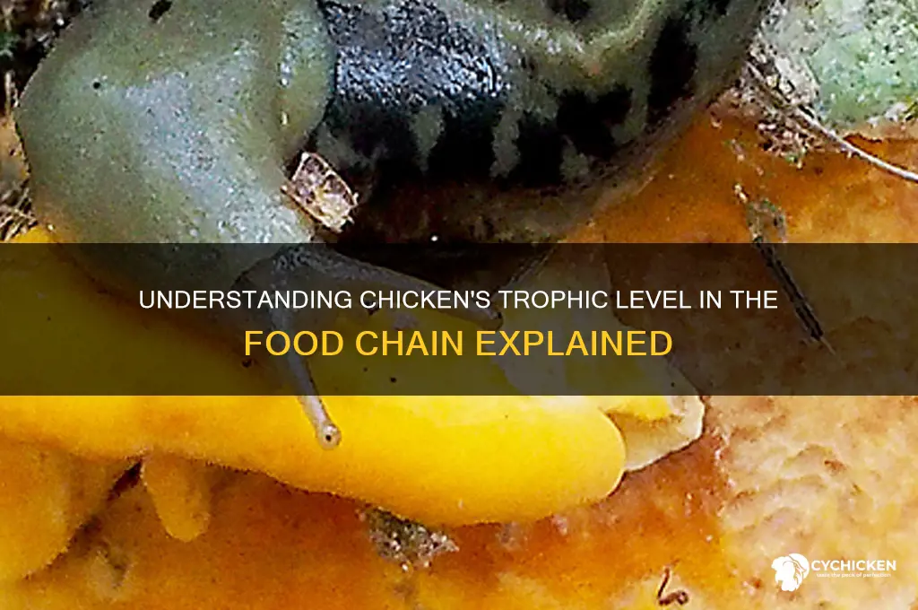 what trophic level is chicken in food