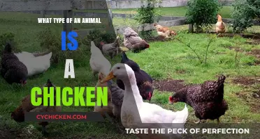 Understanding Chickens: Classification, Characteristics, and Their Place in the Animal Kingdom
