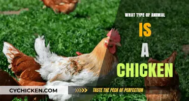 Understanding Chickens: Classification, Characteristics, and Their Place in the Animal Kingdom
